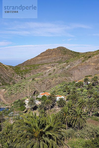 Dorf Tazo mit Kanarischen Dattelpalmen (Phoenix canariensis)  bei Vallehermoso  La Gomera  Kanarische Inseln  Spanien  Europa