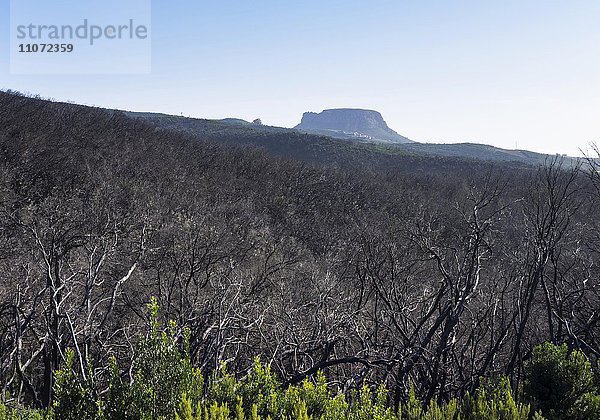 Verbrannter Lorbeerwald  drei Jahre nach Waldbrand  hinten der Berg Fortaleza  Nationalpark Garajonay  La Gomera  Kanarische Inseln  Spanien  Europa