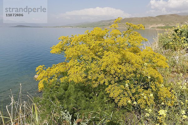 Echter Fenchel (Foeniculum vulgare)  Vansee  Anatolien  Türkei  Asien