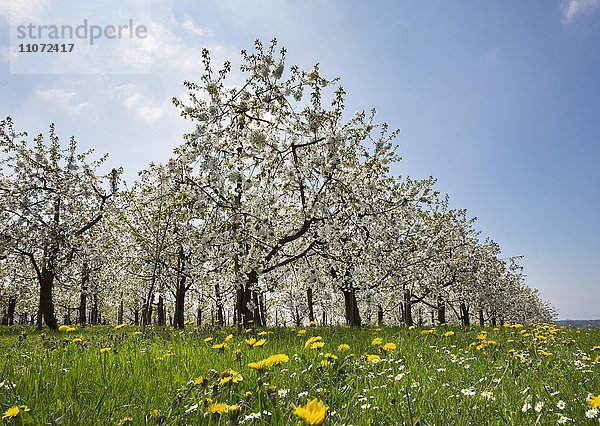 Blühende Kirschbäume  Obstplantage  Kressbronn am Bodensee  Bodenseekreis  Schwaben  Baden-Württemberg  Deutschland  Europa