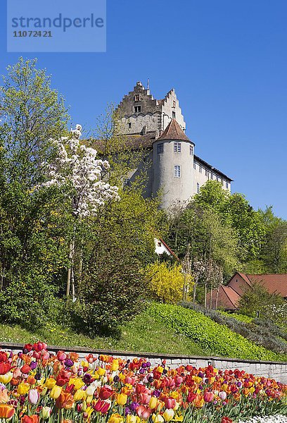 Burg Meersburg im Frühling  Meersburg am Bodensee  Bodenseekreis  Schwaben  Baden-Württemberg  Deutschland  Europa