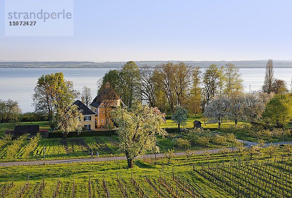 Hagnau am Bodensee  Bodenseekreis  Schwaben  Baden-Württemberg  Deutschland  Europa