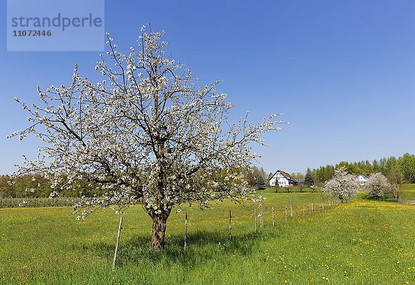 Blühender Kirschbaum  Mückle bei Langenargen  Bodenseekreis  Schwaben  Baden-Württemberg  Deutschland  Europa