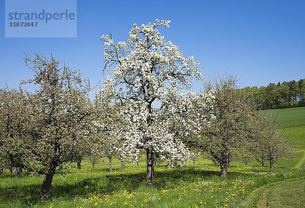 Blühende Obstbäume  Kirschbaum  Apfelbäume  Unterwolfertsweiler bei Tettnang  Bodenseekreis  Schwaben  Baden-Württemberg  Deutschland  Europa