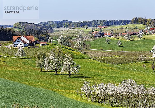 Blühende Obstbäume  Taubenberg  Allgäu  Bayern  Deutschland  Europa