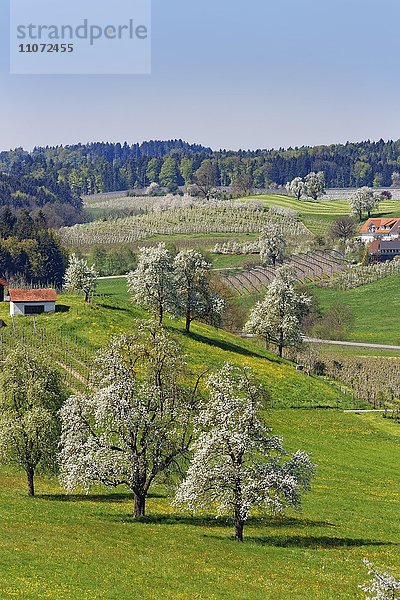 Blühende Obstbäume  Taubenberg  Allgäu  Bayern  Deutschland  Europa