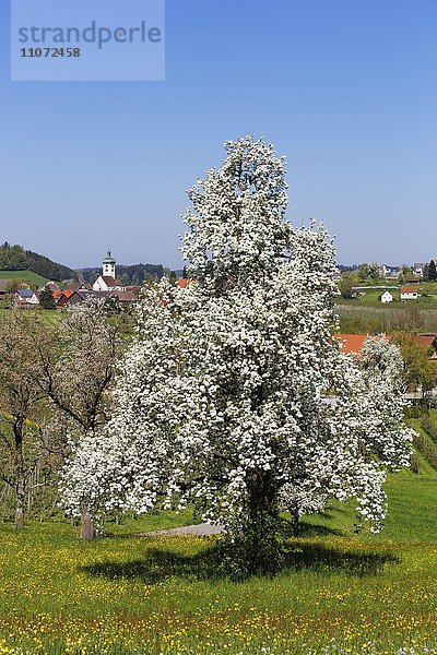 Blühender Birnbaum  Unterreitnau  Allgäu  Bayern  Deutschland  Europa