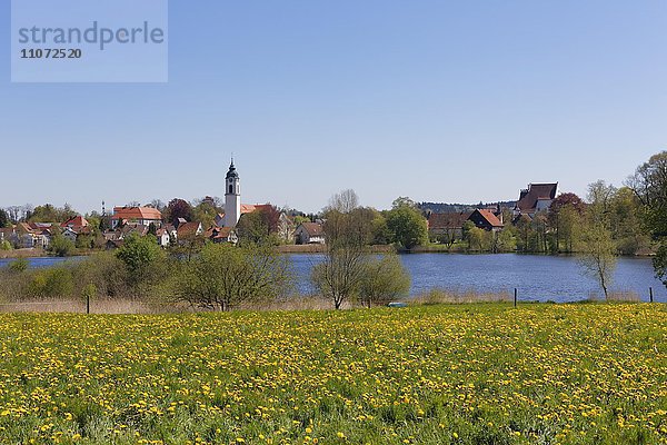 Zellersee  Pfarrkirche und Altes Schloss  Kißlegg  Allgäu  Oberschwaben  Schwaben  Baden-Württemberg  Deutschland  Europa