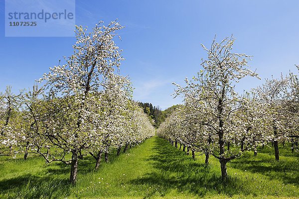 Blühende Apfelbäume (Malus sp.) in Plantage  Deggenhausertal  Oberschwaben  Schwaben  Baden-Württemberg  Deutschland  Europa