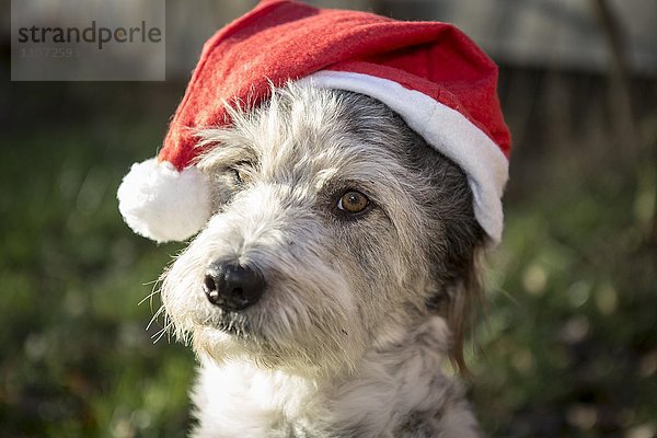Mischlingshund (canis lupus familiaris) mit Weihnachtsmütze  Portrait  Brandenburg  Deutschland  Europa