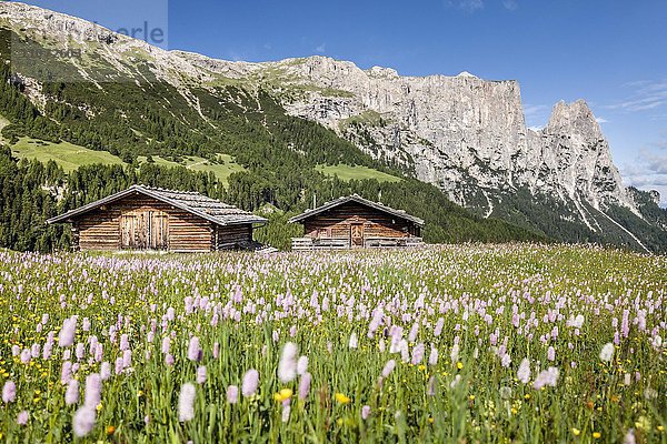 Blühende Wiesen im Frühling auf der Seiser Alm im Naturpark Schlern-Rosengarten  Almhütten  hinten der Schlern mit den Felsspitzen Santner und Euringer  Dolomiten  Südtirol  Trentino-Südtirol  Italien  Europa