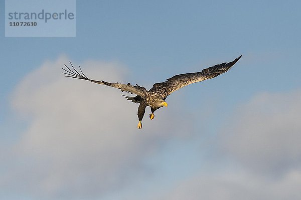 Seeadler (Haliaeetus albicilla) im Flug  Flatanger  Nordtrondelag  Norwegen  Europa