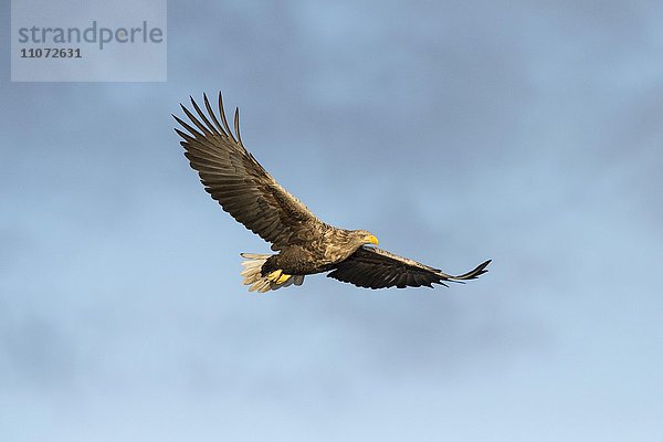 Seeadler (Haliaeetus albicilla) im Flug  Flatanger  Nordtrondelag  Norwegen  Europa