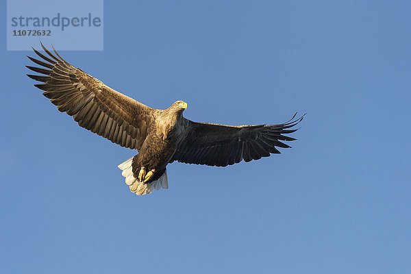 Seeadler (Haliaeetus albicilla) im Flug  Flatanger  Nordtrondelag  Norwegen  Europa