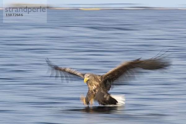 Seeadler (Haliaeetus albicilla) beim Jagdflug über dem Wasser  Flatanger  Nordtrondelag  Norwegen  Europa