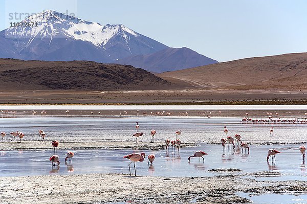 Laguna Hedionda mit Jamesflamingos (Phoenicoparrus jamesi) im seichten Wasser  bei Uyuni  Lipez  Bolivien  Südamerika