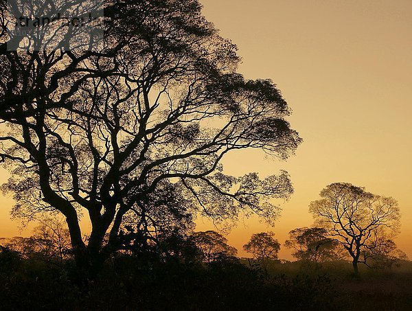 Baum Silhuetten bei Sonnenuntergang  Pantanal  Mato Grosso do Sul  Brasilien  Südamerika
