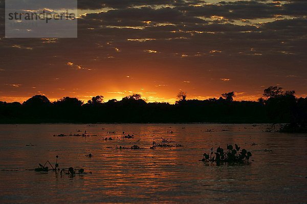 Sonnenuntergang im Flusslandschaft  Pantanal  Mato Grosso do Sul  Brasilien  Südamerika