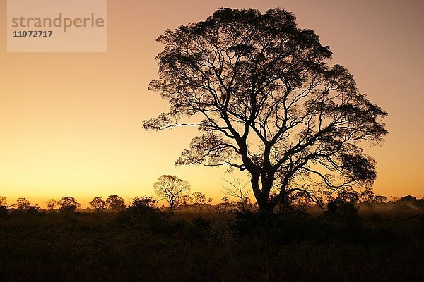 Baum Silhuette bei Sonnenuntergang  Pantanal  Mato Grosso do Sul  Brasilien  Südamerika