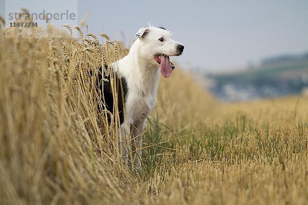 Rauhaariger Mischling schaut aus Weizenfeld heraus mit heraushängender Zunge