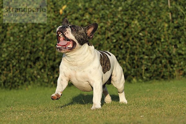 Französische Bulldogge läuft auf dem Rasen