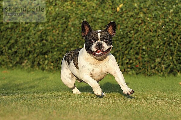 Französische Bulldogge läuft auf dem Rasen
