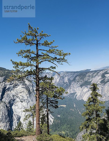 Ausblick ins Yosemite Valley  vorne Kiefer  Yosemite Nationalpark  Kalifornien  USA  Nordamerika