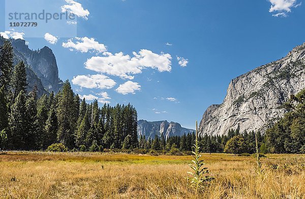 Herbstliche Sumpflandschaft im Yosemite Valley  Yosemite National Park  Kalifornien  USA  Nordamerika