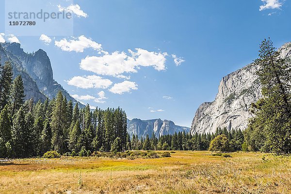 Herbstliche Sumpflandschaft im Yosemite Valley  Yosemite National Park  Kalifornien  USA  Nordamerika
