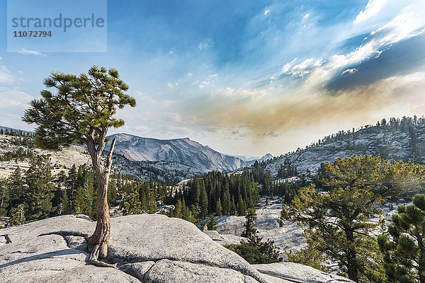 Baum  Kiefer auf einem Steinplateau am Olmsted Point  Yosemite National Park  Kalifornien  USA  Nordamerika