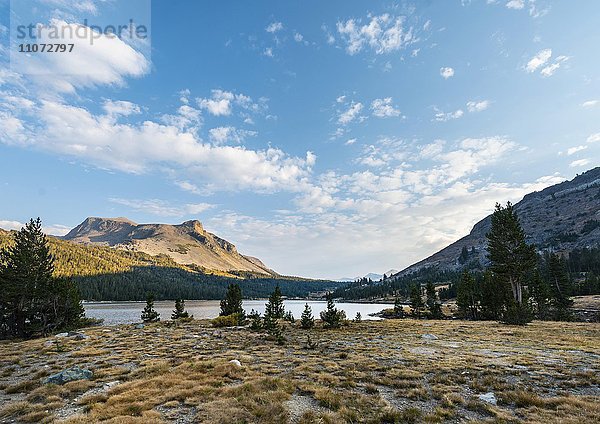 See Tioga Lake  Inyo National Forest of Mono County  Kalifornien  USA  Nordamerika