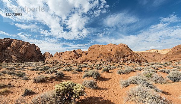 Rainbow Vista  Rot orange Sandsteinfelsen  Mojavewüste  Valley of Fire State Park  Nevada  USA  Nordamerika
