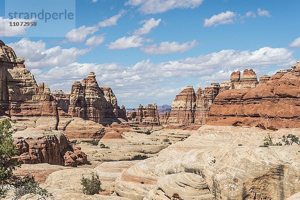 Felsnadeln  Felsplateau  Felsformationen The Needles District  Canyonlands Nationalpark  Utah  USA  Nordamerika