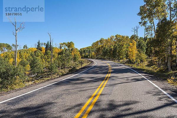 Landstraße 12 durch herbstlichen Espenwald  Utah  Südwesten  USA  Nordamerika