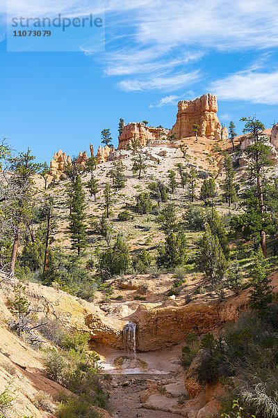 Kleiner Wasserfall  Felslandschaft mit Hoodoos  Mossy Cave Trail  Bryce Canyon Nationalpark  Navajo Trail  Erosionsformen  Utah  USA  Nordamerika