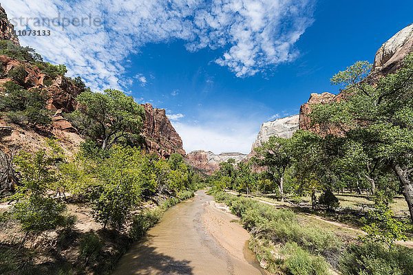 Fluss Virgin River fließt durch den Zion Nationalpark  Utah  USA  Nordamerika