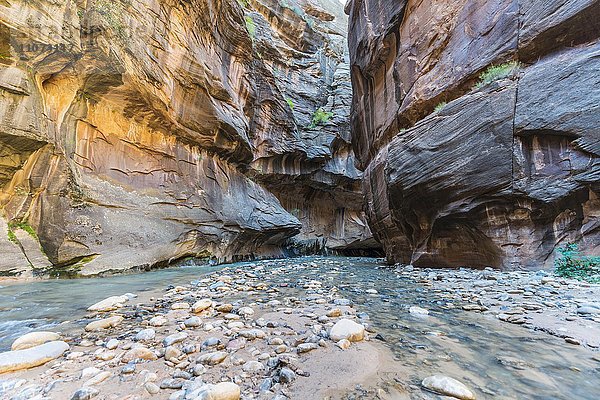 The Narrows  Engstelle des Virgin River  Steilwände des Zion Canyon  Zion Nationalpark  Utah  USA  Nordamerika