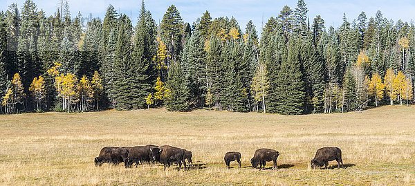 Beefalos oder Cattalos  Kreuzung aus nordamerikanischem Bison (Bison bison) und Hausrind (Bos taurus)  Grand Canyon Nationalpark  North Rim  Arizona  USA  Nordamerika