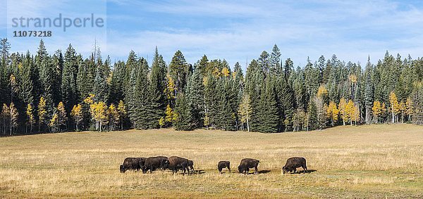 Beefalos oder Cattalos  Kreuzung aus nordamerikanischem Bison (Bison bison) und Hausrind (Bos taurus)  Grand Canyon Nationalpark  North Rim  Arizona  USA  Nordamerika