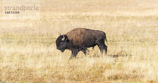 Beefalo oder Cattalo  Kreuzung aus nordamerikanischem Bison (Bison bison) und Hausrind (Bos taurus)  Grand Canyon Nationalpark  North Rim  Arizona  USA  Nordamerika