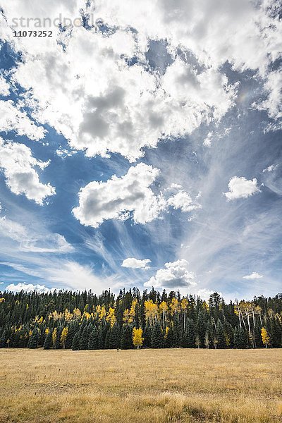 Herbstlich gefärbte Espen (Populus sp.) zwischen Kiefern (Pinus sp.)  dramatischer Wolkenhimmel  North Rim  Grand Canyon Nationalpark  Arizona  USA  Nordamerika