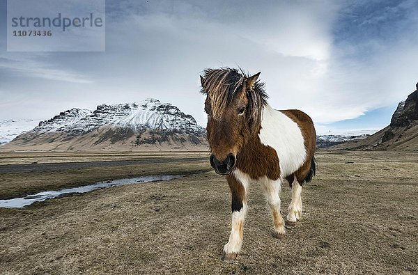 Islandpferd vor dramatischem Himmel  Pferderasse Islandpony (Equus przewalskii f. caballus)  Südisland  Island  Europa