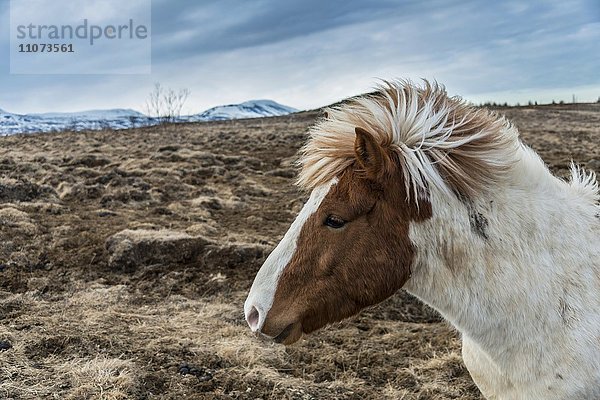 Braunes Islandpferd  Pferderasse Islandpony (Equus islandicus)  Portrait  Südisland  Island  Europa