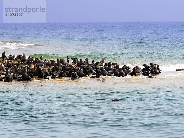 Südafrikanische Seebären (Arctocephalus pusillus)  Kolonie liegt auf Sandbank  Walvis Bay Stadt  Region Erongo  Namibia  Afrika