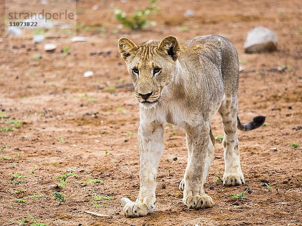 Junger Löwe (Panthera leo)  Okaukuejo  Etosha Nationalpark  Namibia  Afrika