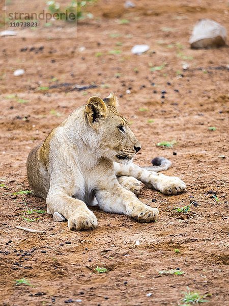 Junger Löwe (Panthera leo)  Okaukuejo  Etosha Nationalpark  Namibia  Afrika