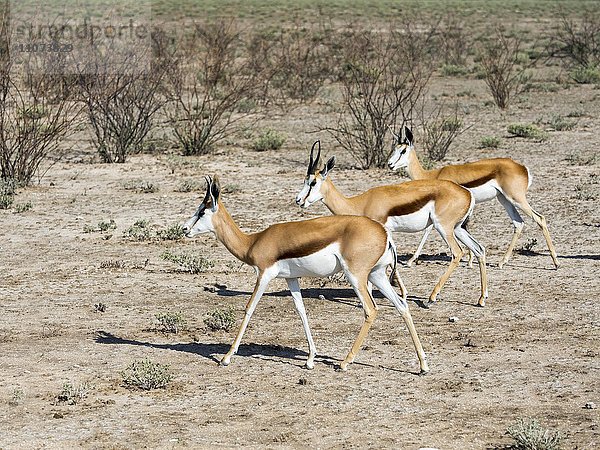Springböcke (Antidorcas marsupialis)  bei Okaukuejo  Etosha Nationalpark  Namibia  Afrika