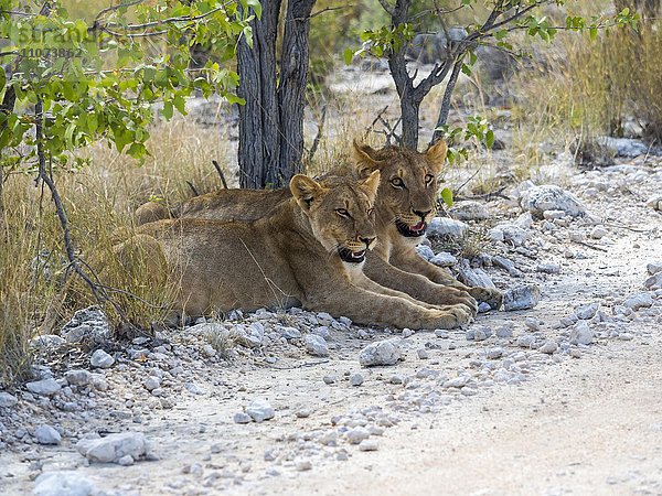 Junge Löwinnen (Panthera leo) liegen am Straßenrand  Okaukuejo  Etosha Nationalpark  Namibia  Afrika