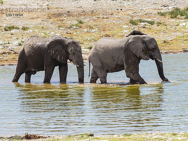 Afrikanische Elefanten (Loxodonta africana) am Wasserloch Okaukuejo  Etosha Nationalpark  Namibia  Afrika