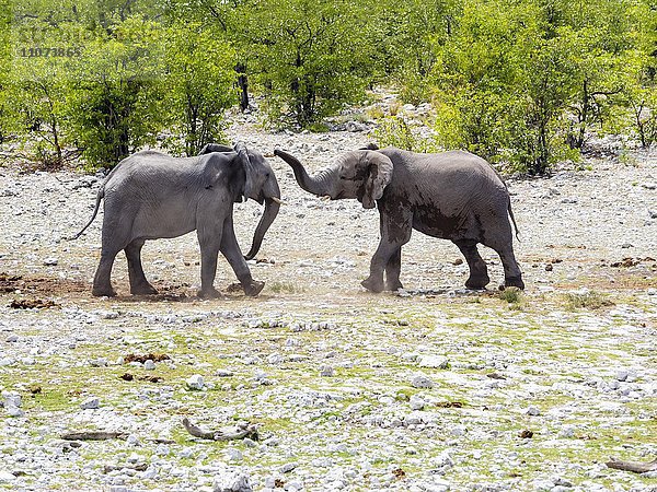 Spielerisch kämpfende Elefanten Bullen  Afrikanische Elefanten (Loxodonta africana)  Okaukuejo  Etosha Nationalpark  Namibia  Afrika